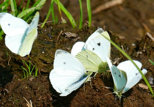 Schmetterlinge / Falter